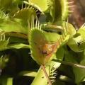 Venus flytraps ridding us of wasps