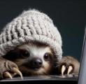 A little sloth in a hat.