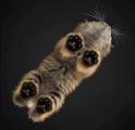 This is what cat toes look like on a glass #beans