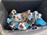 [OC] A trunk full of puppies (rescue mission)