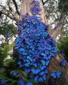 Photographer captures a magical swarm of butterflies