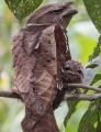 A baby frogmouth with mom