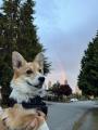 Catching rainbows
