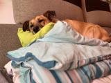 (OC) My dog LOVES blanket/pillow pillars!