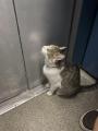 Does anyone else know of a cat who takes the elevator? (OC)