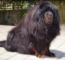 (OC) Is this the Tibetan mastiff of China?
