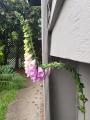 the way this Foxglove dodged my house