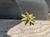 plant growing in the back of my truck