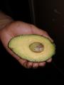 My very very large avocado had a small pit. I won the avocado lottery.