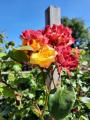 One rose bush, two colours