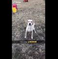 Dog tries to catch the ball