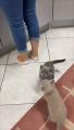 Kittens Climb Their Hooman as They Couldn’t Wait for Food