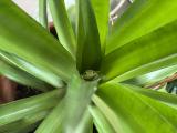 [OC] Found this guy chilling in my pineapple plant this weekend