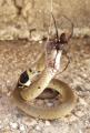 Australian redback dining on a common/eastern brown snake. Second most venomous land snake in world.