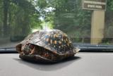 I rescued a turtle off the road and put him in the direction he was headed