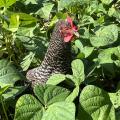 [OC] Chicken in my green bean patch.