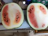 This watermelon that I grew