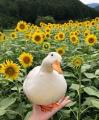 This Cute Duck In A Sunflower Field 🌻