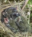 I found this nest of Fieldfare babies earlier this summer.