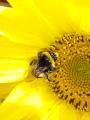 [OC] Bumblebee munching on some sweet nectar