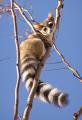 The Ringtail, also nicknamed 