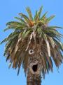 shocked palm tree