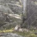 Snow leopard cub startles mom and himself.