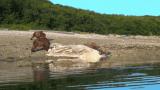 Male Brown Bear attacks female and her cub at whale carcass, only for a third bear to intervene.