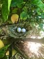 A pair of bird eggs inside of a lemon tree