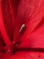 Picture of a colorful bug on a hibiscus flower I took
