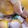 frog friend in a cluster of honey mushrooms :)