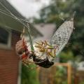 🕷 Orb Weaver spider with a big meal.