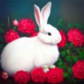 Bunny rabbit on a bed of roses