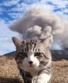 bIbLiCaL cAt wAlKs aWaY fRom SoDoM aS cOuNtLeSs PeRiSH, nEaRlY tUrNs tO SaLt