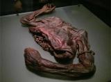 2,000 year old human torso of an Irish man that was found in a bog back in June of 2003