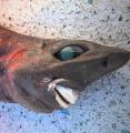 🔥 aussie fisherman caught strange looking shark at a depth of 2,133 feet underwater