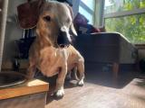 22 year old daschund that my sister cares for.