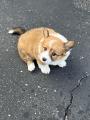 My new puppy! Pure corgi. 6 weeks. We just picked her up!