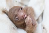 This baby sloth is peacing out ✌️