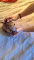 Baby armadillo loves to be tickled.