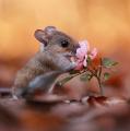 Mouse Smelling A Flower