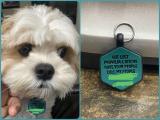 My dog like to go visit the girls in the hood without authorization, so I got him an appropriate tag. NSfW