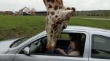 Winding up your window while a giraffe has its head inside your car