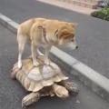 dog riding tortoise gif