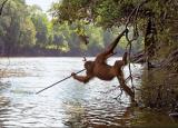 🔥 This Orangutan learned to spear fish by observing fishermen