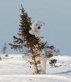 A newborn polar bear, looking for a playmate.