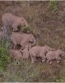An elephant family is sleeping. Photographed by a drone.