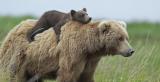 This bear giving her cub a piggyback ride