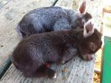 Baby donkeys are just too cute