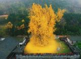 🔥 A 1,400-year-old ginkgo tree at a Buddhist temple in China. Ginkgo trees can live up to 3,000 years.